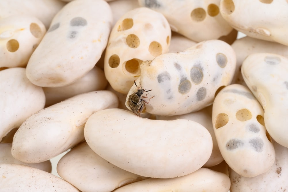 Kitchen Beetle