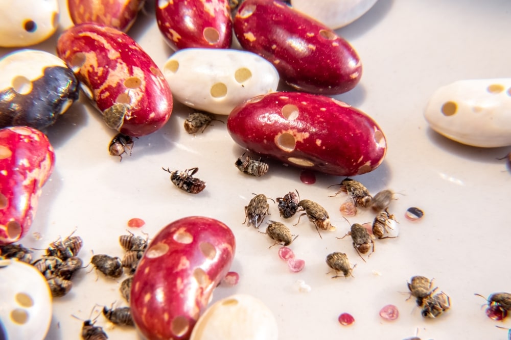 Kitchen beetles