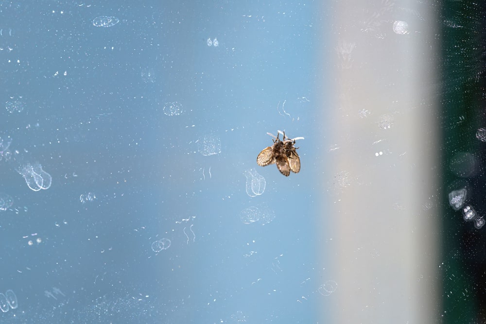 5 natural ways to get rid of tiny toilet flies