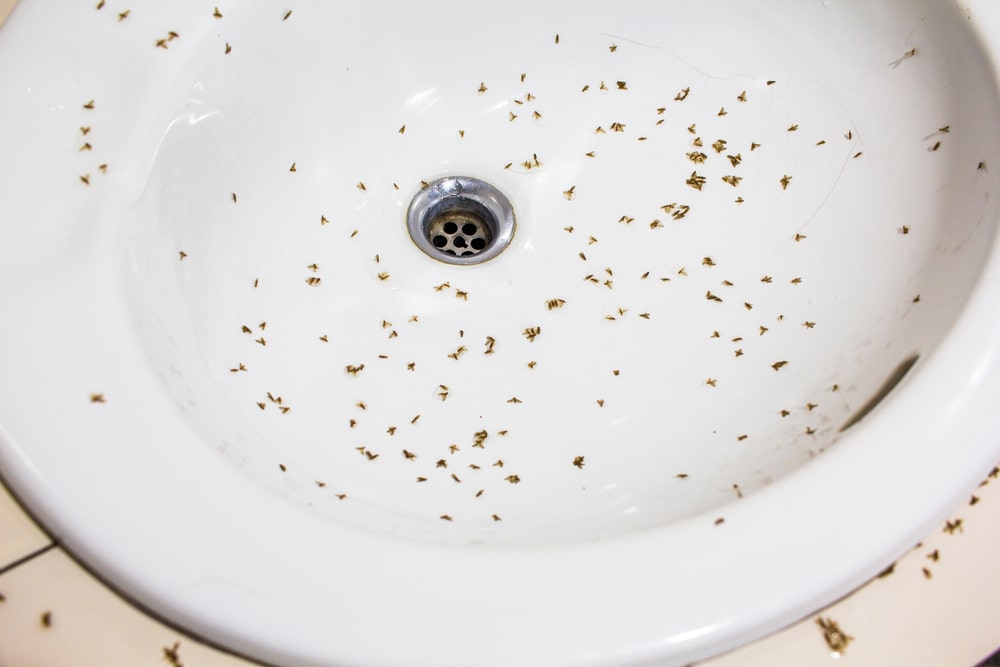 5 natural ways to get rid of tiny toilet flies-Part 2